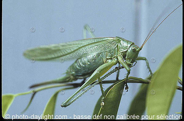 sauterelle, grasshopper